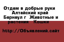 Отдам в добрые руки - Алтайский край, Барнаул г. Животные и растения » Кошки   